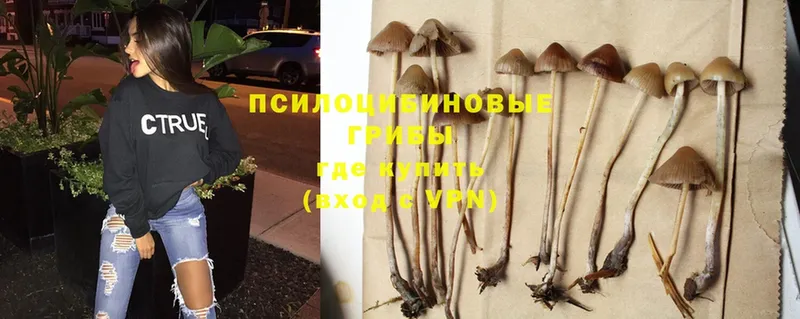 гидра tor  где продают наркотики  Владикавказ  Псилоцибиновые грибы Psilocybe 